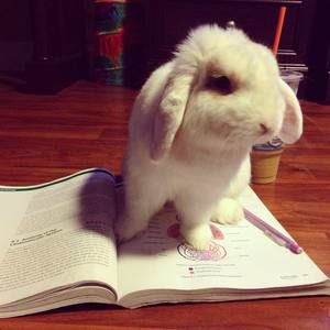 Meet your Posher, Lumpy